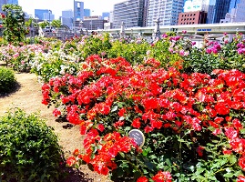 2. 中之島公園 バラ